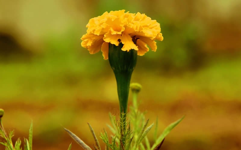 Simple Content Creation Services